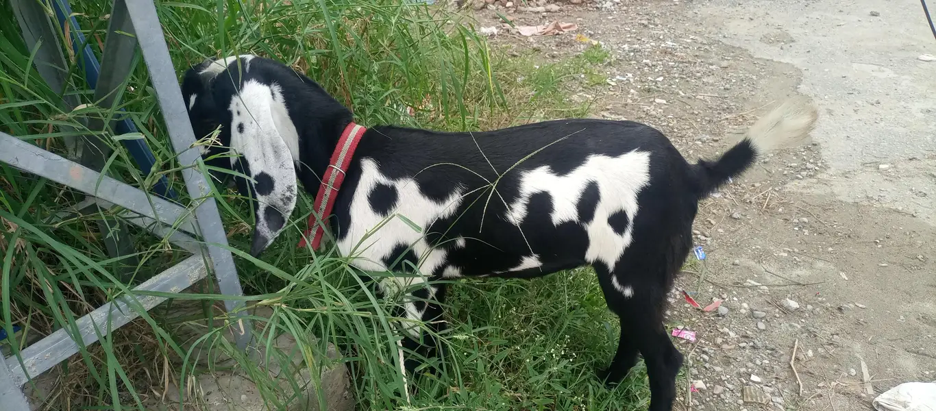 Amratsari Beetal Gaban Bakri — photo 4