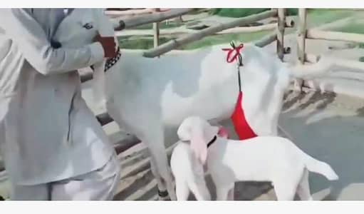 rajanpuri bakri