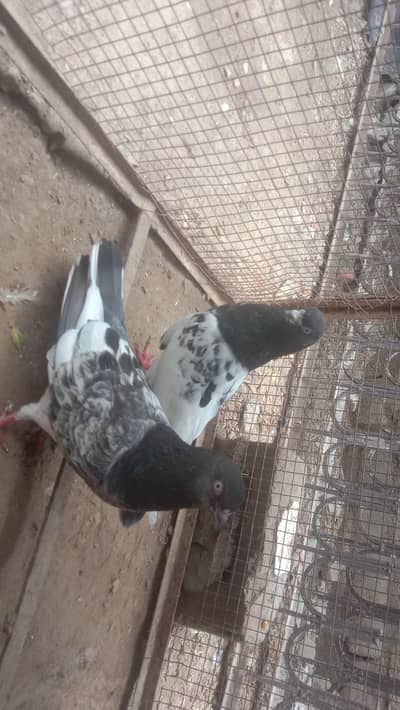 sheikh pair