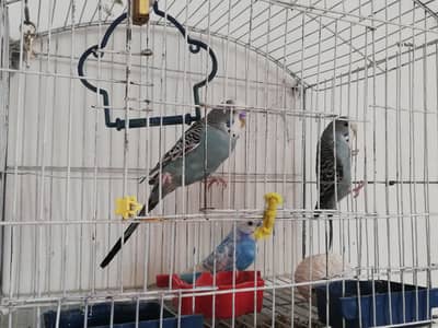 3 birds 2 male 1 female with cage