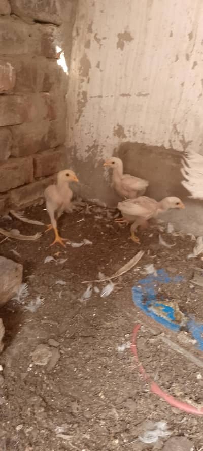 aseel hira chick 03024308116