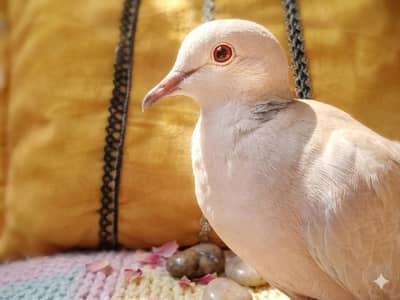 Beautiful Healthy Pair Doves for Sale | Breeding Pair | Best Quality