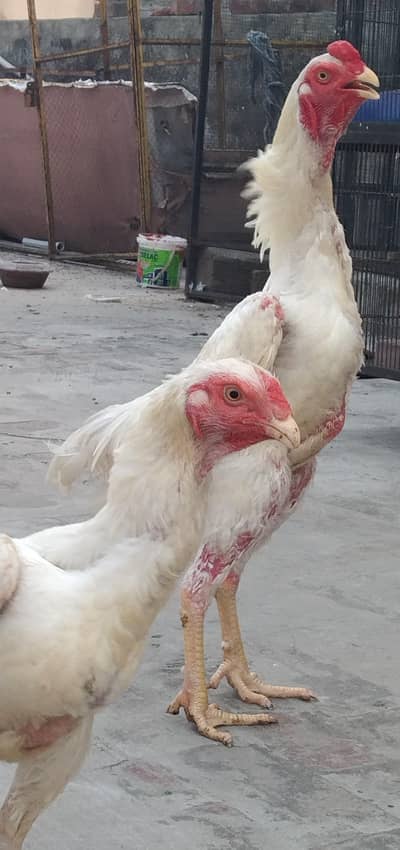 O Shamo Eggs