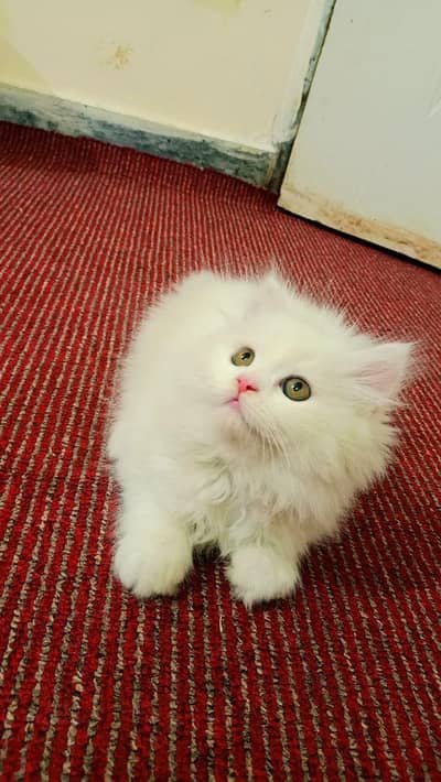 Triple Coated Kittens for sale