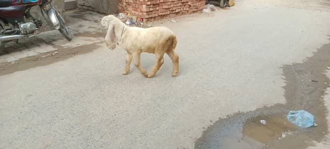 sargoda kajla bacha