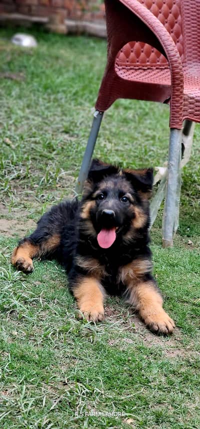 Top Notch Quality Long coat German shepherd puppies