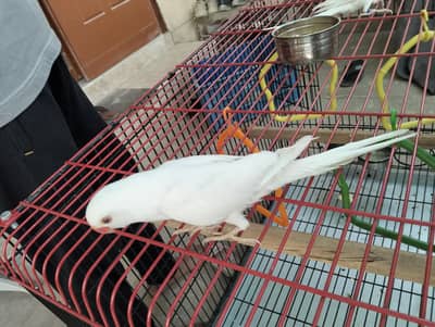 White Ring Neck