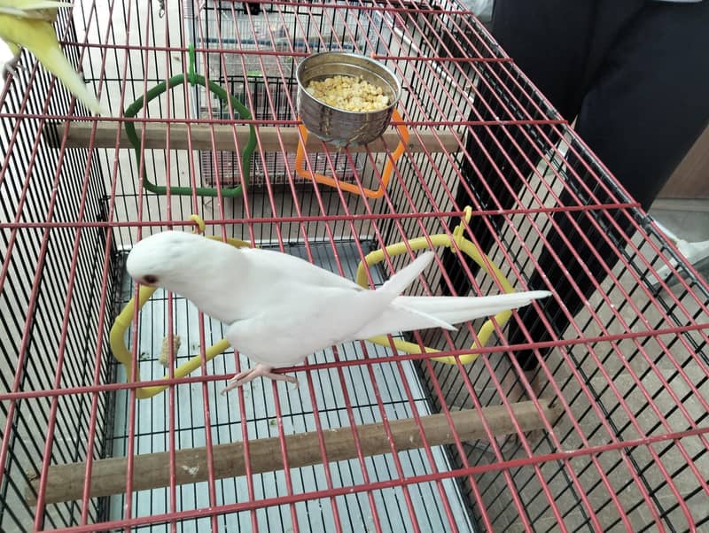 White Ring Neck 1
