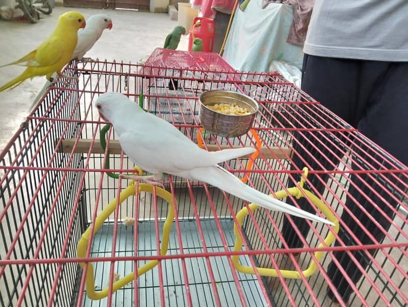 White Ring Neck 2