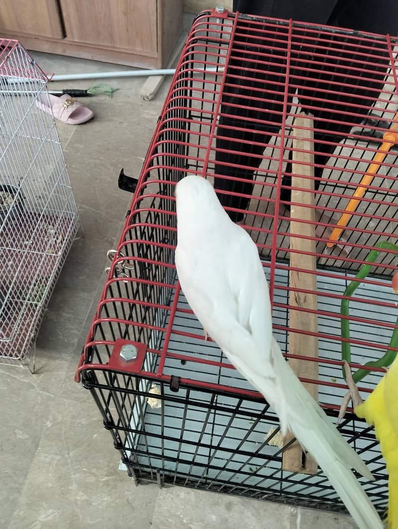 White Ring Neck 3