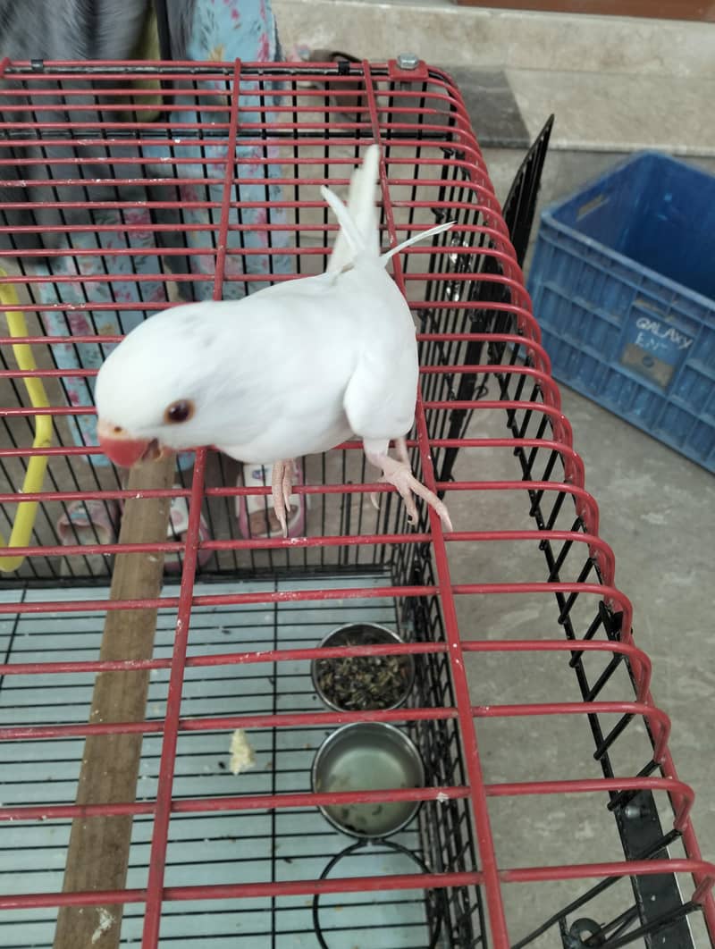 White Ring Neck 4