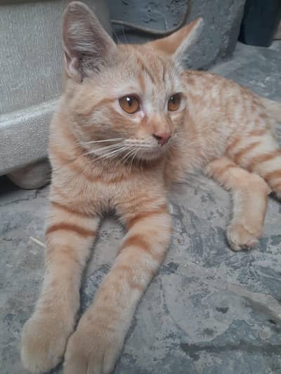 Male Cat