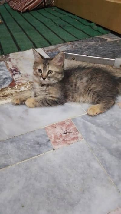 cat