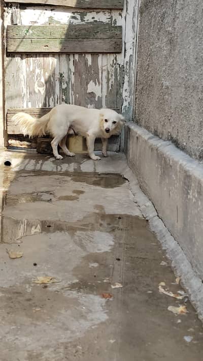 Russian dog for sale