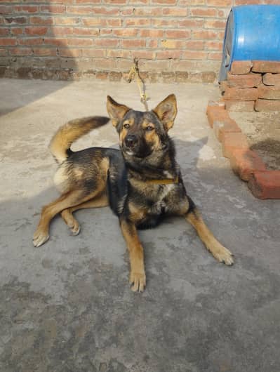 German shepherd all section babies