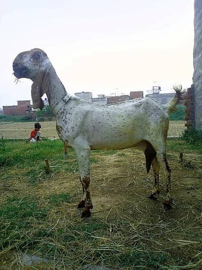 دودھ دینے والی بکری