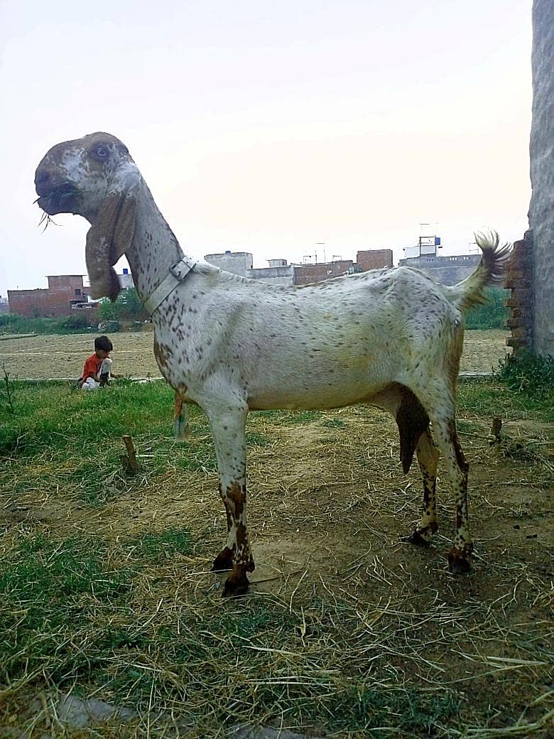 دودھ دینے والی بکری 0