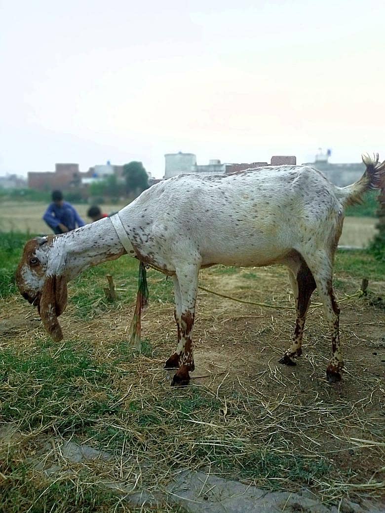 دودھ دینے والی بکری 1