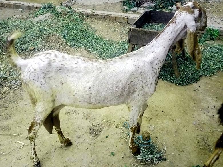 دودھ دینے والی بکری 2