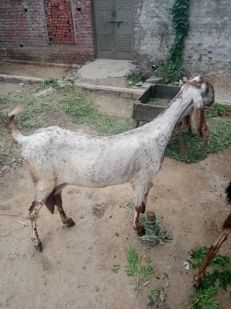 دودھ دینے والی بکری 4