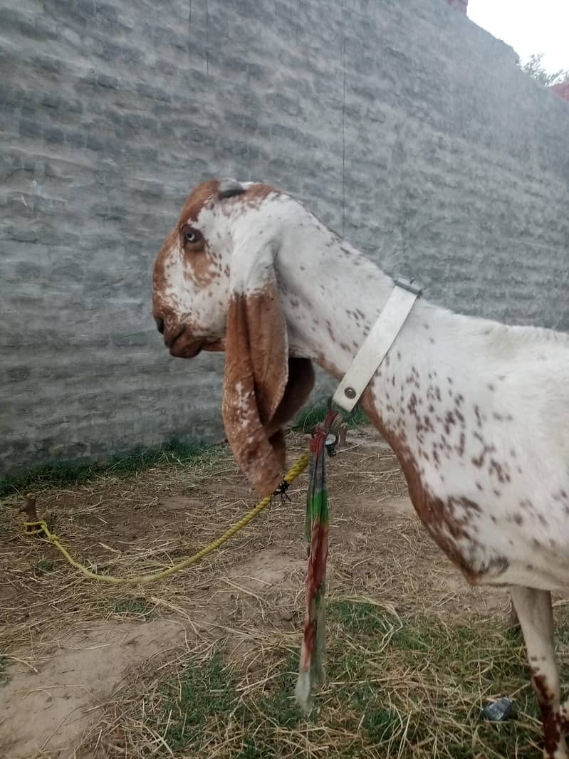 دودھ دینے والی بکری 5