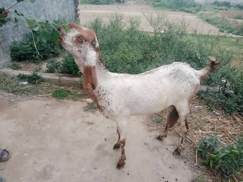 دودھ دینے والی بکری 6