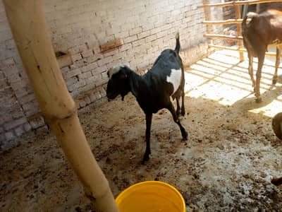 bakriya or baky for sale