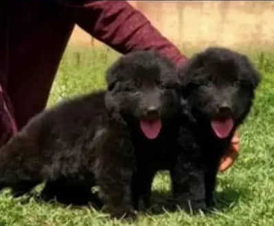 black German Shepherd proper long coat pair 2 month available for sale