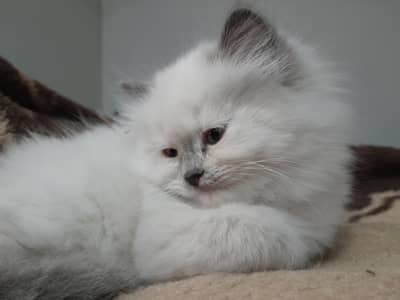 kittens for sale