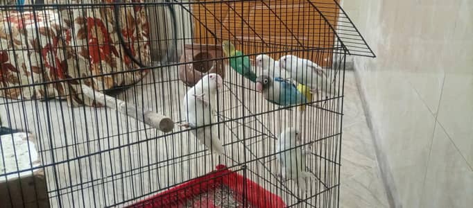 urgent for sale