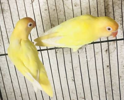 Cremino breeder pair love birds