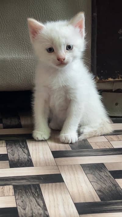 persian kittens blue eyes