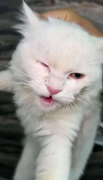persian kittens  triple coated doll face | fluffy heavy fur |preganat