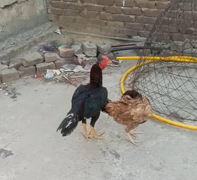 Aseel murga pair