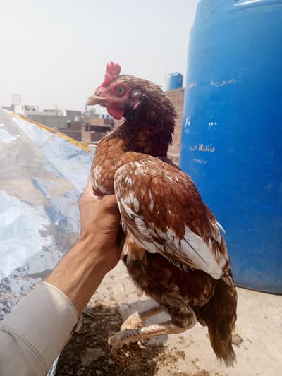 high quality aseel for sale 03282008800