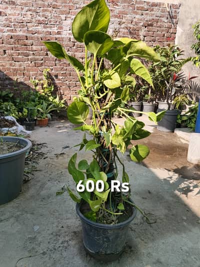 Different Plants for Sale