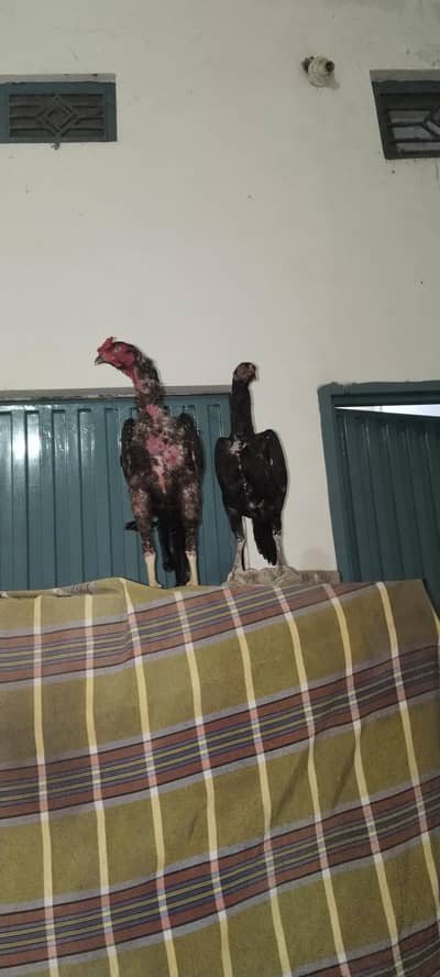 Aseel Thailand cross breed