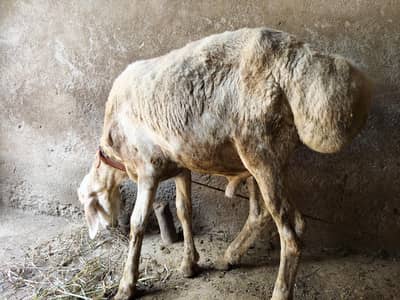 sheep