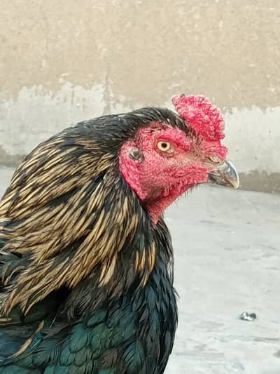 Beautiful bird