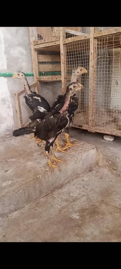 shamo aseel chicks