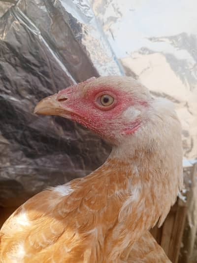 high quality aseel for sale 03282008800
