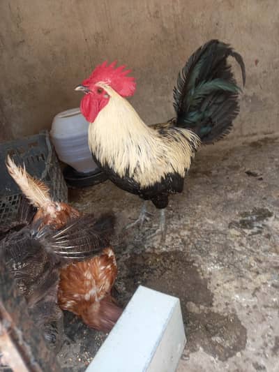 5 DESI EGG LAYING HENS 1 BIG SIZE MURGHA 8000 only