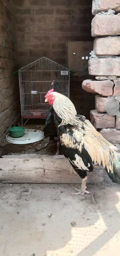 female Sindhi aur mianwali Male