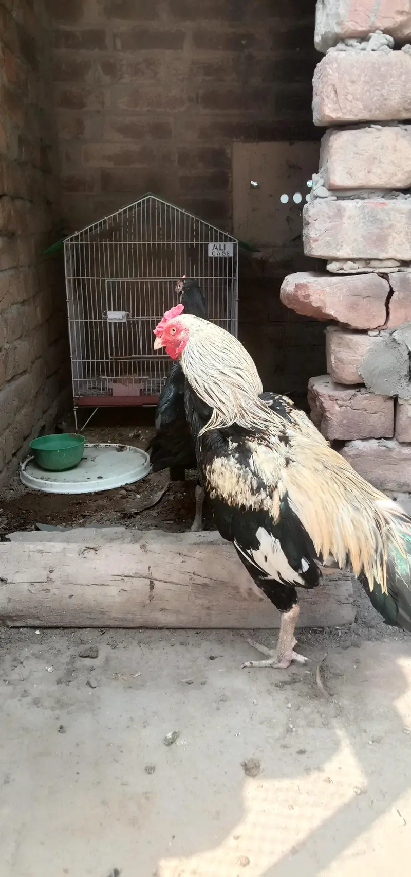female Sindhi aur mianwali Male
