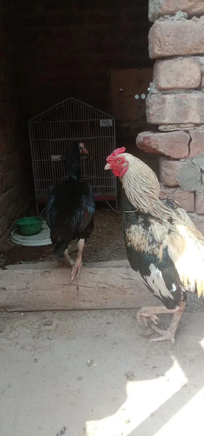 female Sindhi aur mianwali Male — photo 2