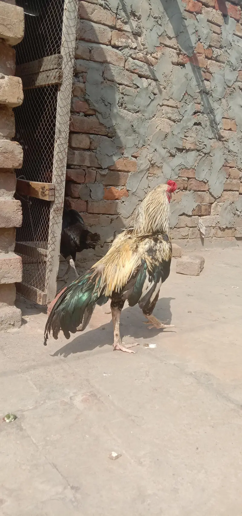 female Sindhi aur mianwali Male — photo 3