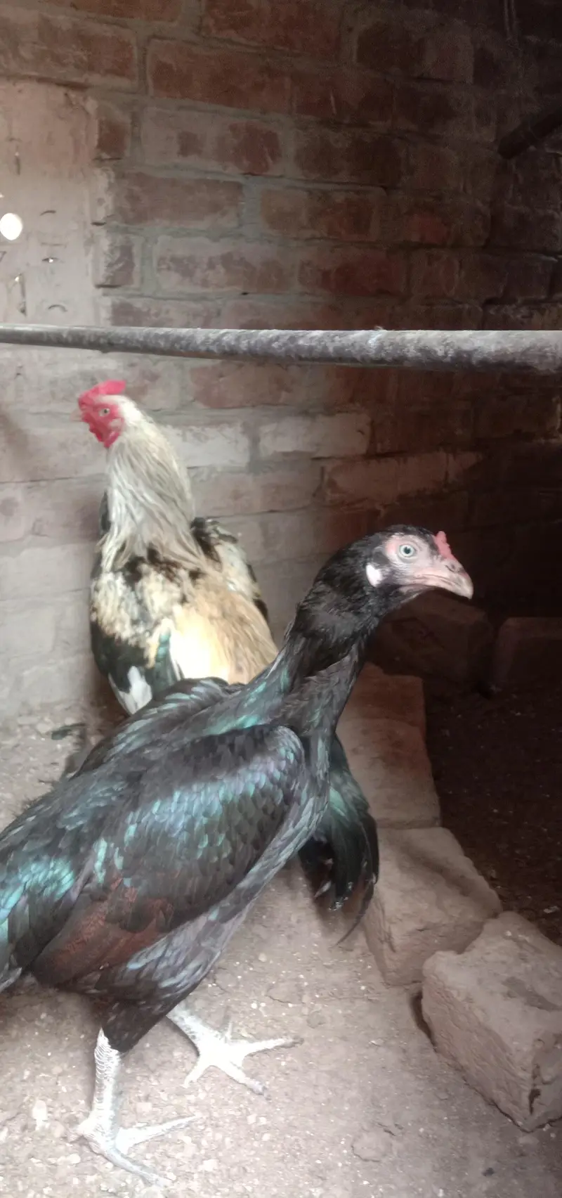 female Sindhi aur mianwali Male — photo 4