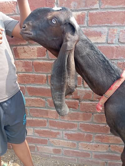 bakri with 2 male