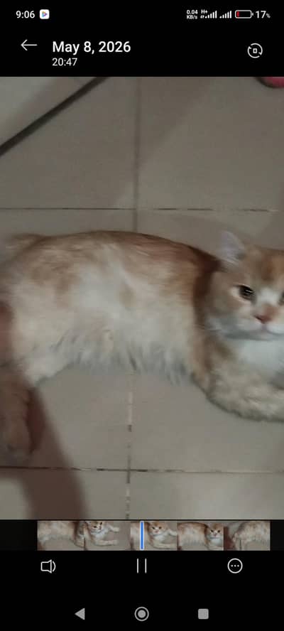 male Persian cat