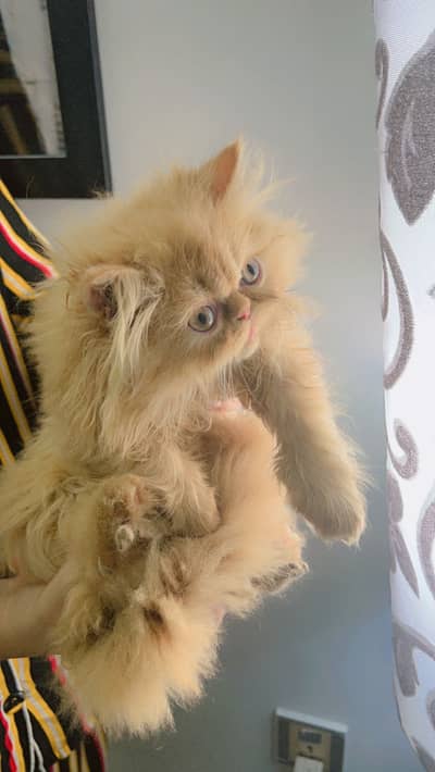 Punch Face Fluffy kitten Available for sale